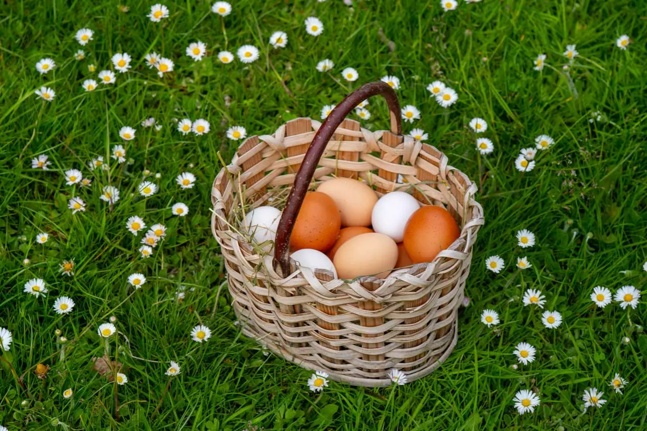 Farm-Fresh Organic Eggs for Every Apartment