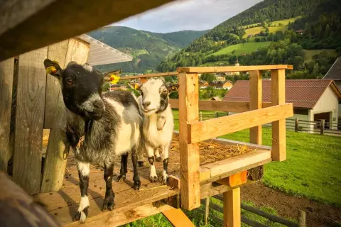 19_ottingerhof_zwergziegen