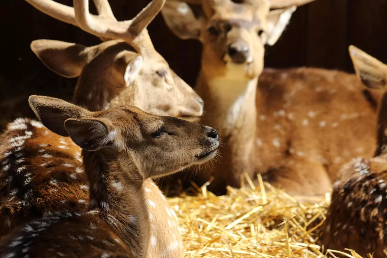 Alpenwildpark Feld am See