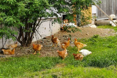 17_ottingerhof_biohuehner