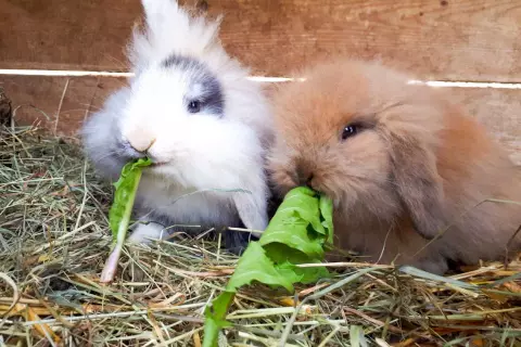 20_ottingerhof_zwerghasen