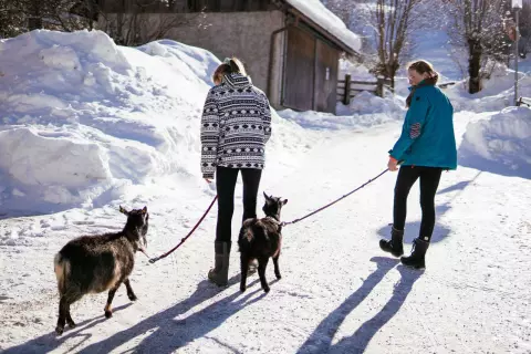 13_ottingerhof_winter-ziegen