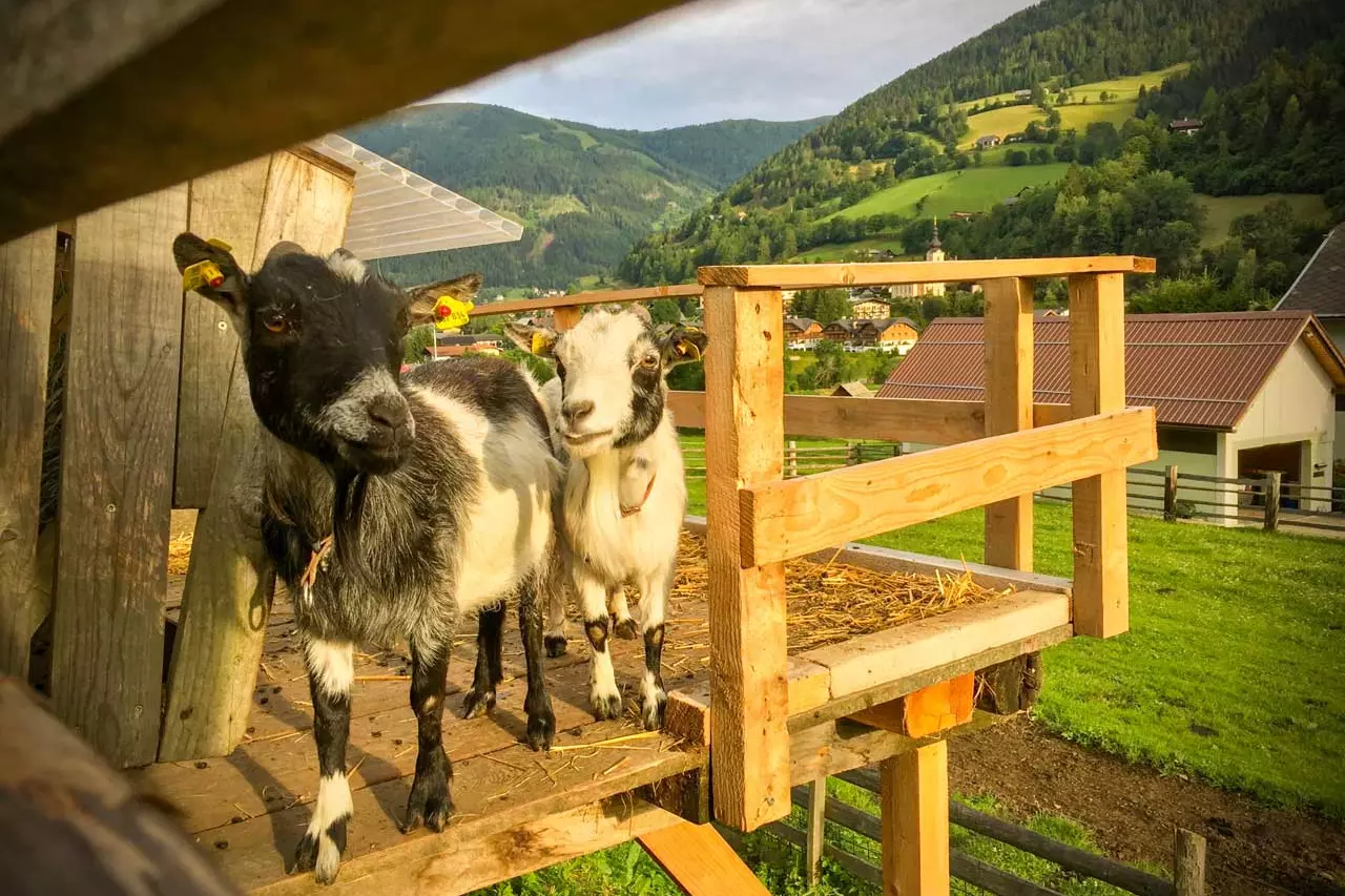 Animal Welfare, by Choice